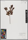 Foto von Salix aurita L.